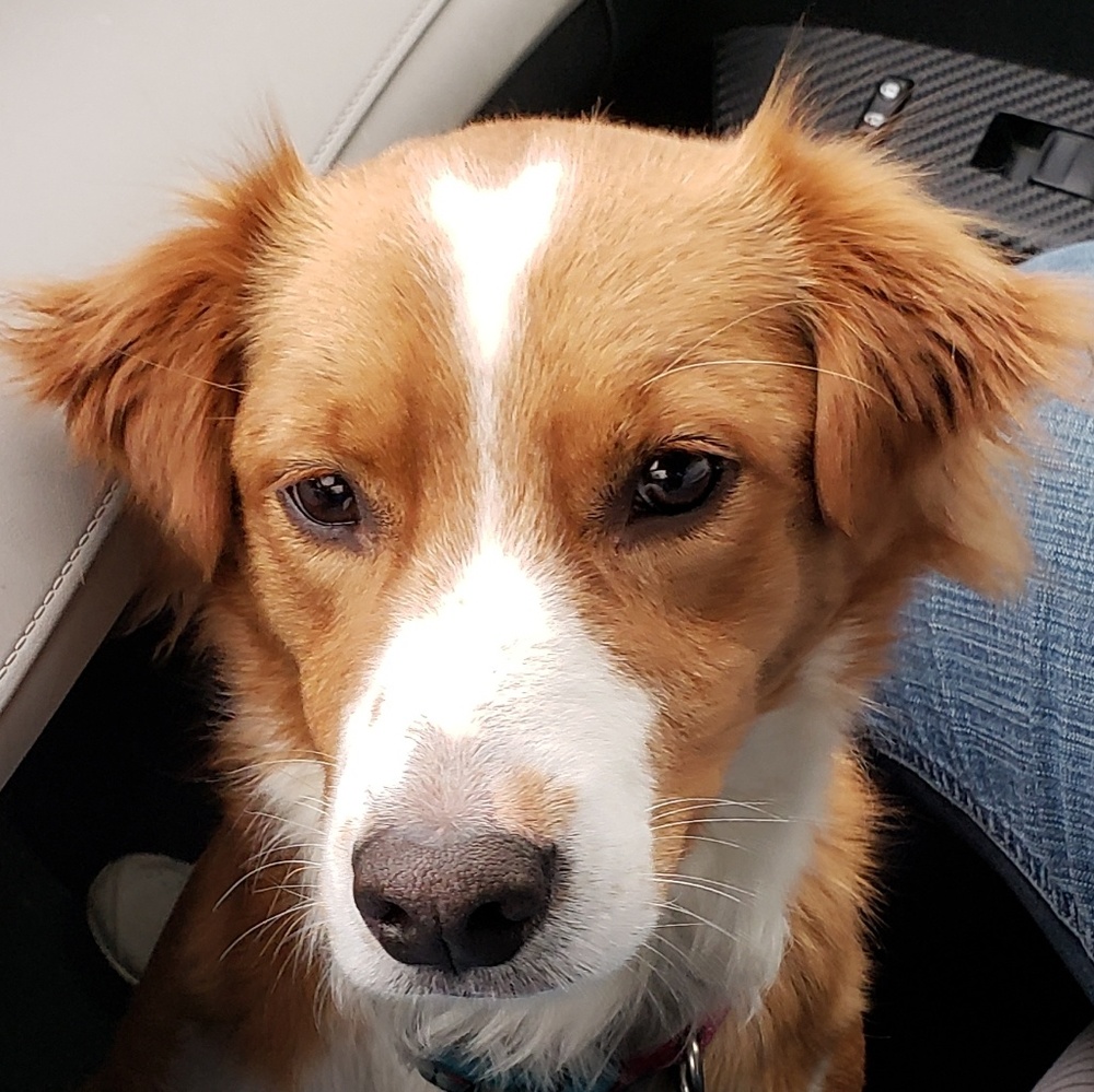 Meet your Posher, Alexa